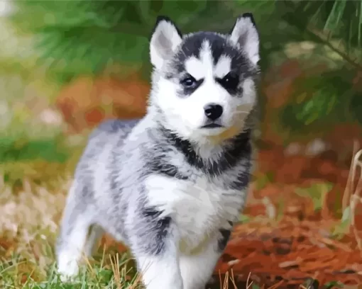 Baby Husky Diamond Painting