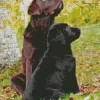 Black Vs Chocolate Lab Diamond Painting