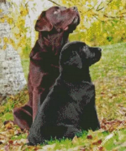 Black Vs Chocolate Lab Diamond Painting