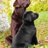 Black Vs Chocolate Lab Diamond Painting