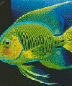 Queen Angelfish Diamond Painting