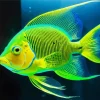 Queen Angelfish Diamond Painting