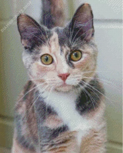 Grey Calico Cat Diamond Painting