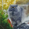 Grey Himalayan Persian Cat Diamond Painting