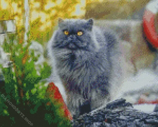 Grey Himalayan Persian Cat Diamond Painting