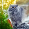 Grey Himalayan Persian Cat Diamond Painting