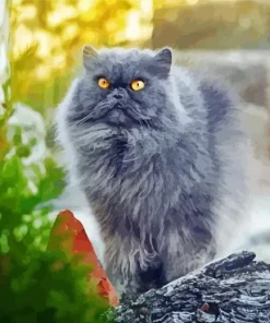 Grey Himalayan Persian Cat Diamond Painting